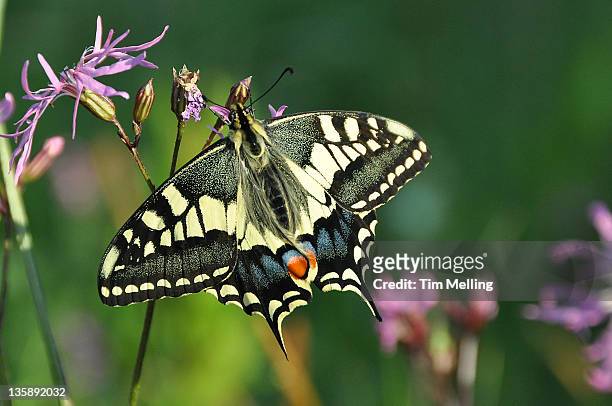 swallowtail (papilio machaon britannicus) - 英 ノーフォーク州 ストックフォトと画像