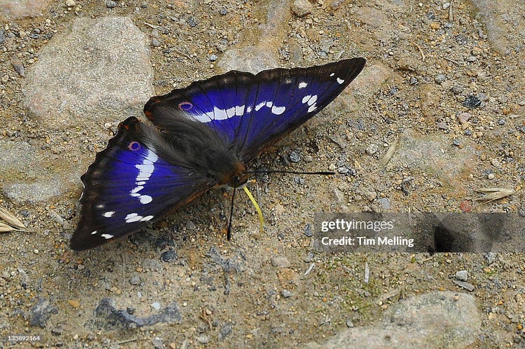 Male purple emperor (Apatura iris) Northamptonshir