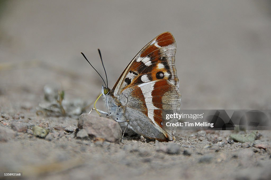 Apatura iris on stone