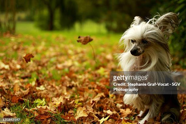 chinese crested dog among leaves - cão chinês de crista imagens e fotografias de stock