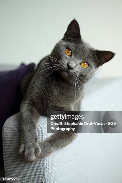 portrait of chartreux cat - graf vocat stock-fotos und bilder