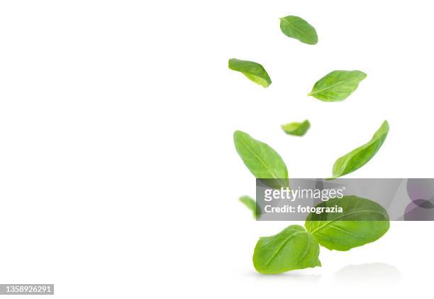basil leaves isolated on white backgrounds - levitación fotografías e imágenes de stock