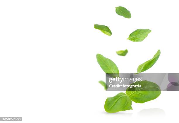 basil leaves isolated on white backgrounds - levitating foto e immagini stock