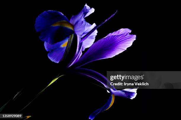 creative violet purple iris flowers layout. natural concept of color of the year 2022 very peri purple lavender. - the purple iris stock pictures, royalty-free photos & images