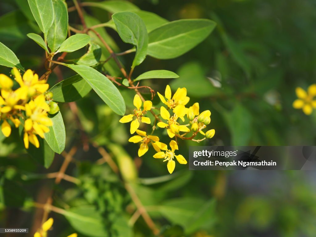 Galphimia, Gold Shower, Thryallis glauca yellow flower blooming in garden on nature background