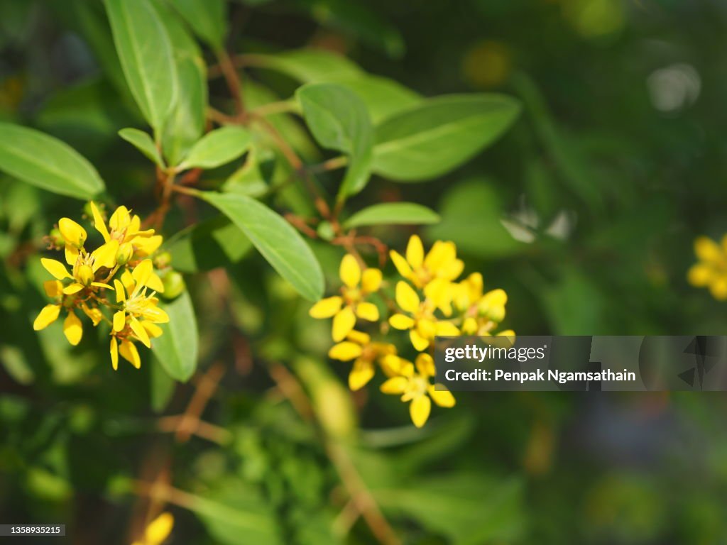 Galphimia, Gold Shower, Thryallis glauca yellow flower blooming in garden on nature background