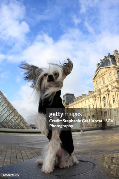 dog posing at louvre - graf vocat stock-fotos und bilder