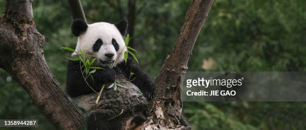 chengdu panda - pancas stock pictures, royalty-free photos & images