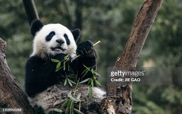 成都パンダ - panda animal ストックフォトと画像
