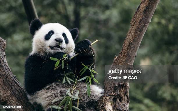 chengdu panda - pandas stockfoto's en -beelden