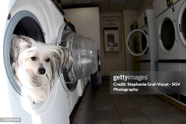 dog in washing machine - graf vocat stock-fotos und bilder