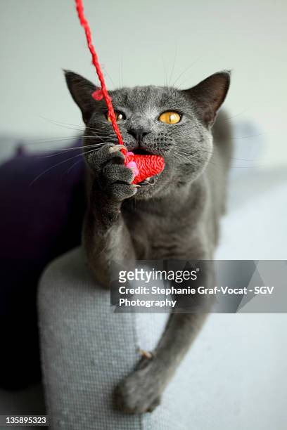 cat catching mouse toy - graf vocat stock-fotos und bilder