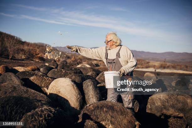 senior farmer feeding pigs on the open farm - piggy bag stock pictures, royalty-free photos & images