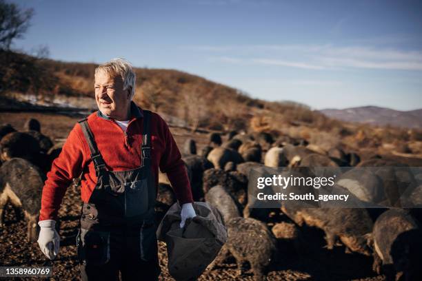 senior farmer feeding pigs on the open farm - piggy bag imagens e fotografias de stock