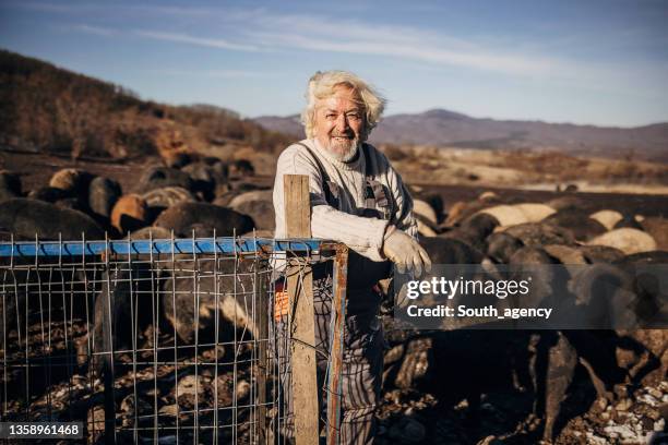 portrait of the senior farmer on the open pig farm - varkenshok stockfoto's en -beelden