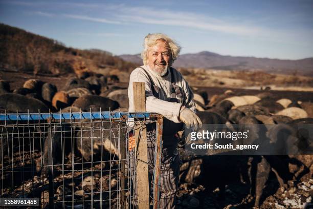 portrait of the senior farmer on the open pig farm - pocilga imagens e fotografias de stock