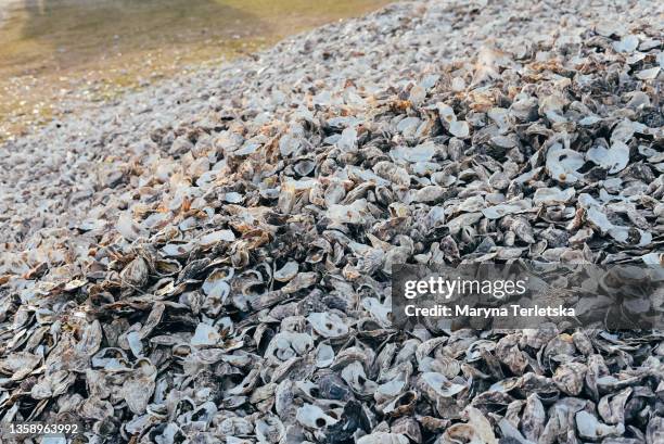 Oyster Shell Meal The Oyster Meal Photos and Premium High Res Pictures - Getty Images