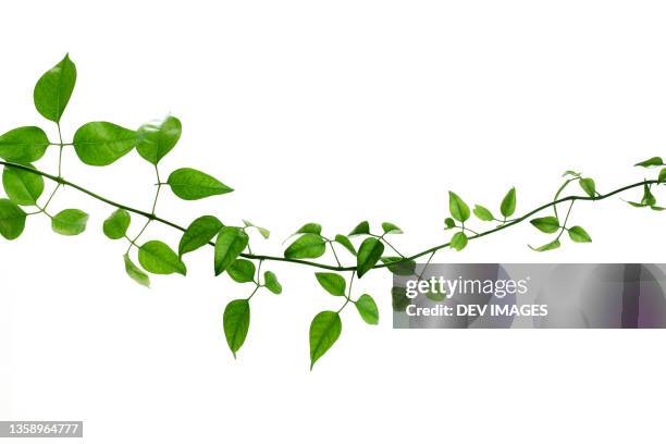 green creeper on a white background - bush fotografías e imágenes de stock