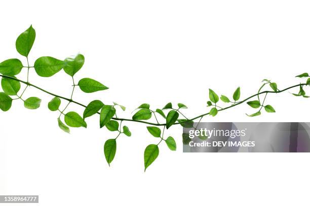 green creeper on a white background - ground ivy imagens e fotografias de stock
