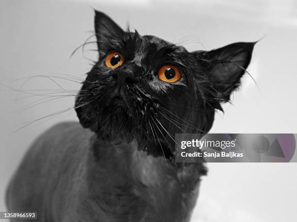 persian wet cat - wet cat stock pictures, royalty-free photos & images