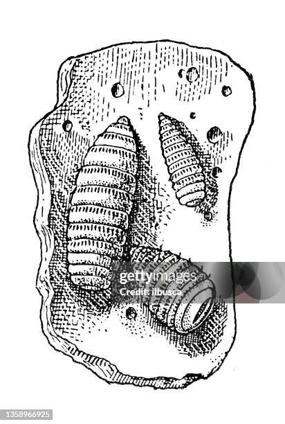 stockillustraties, clipart, cartoons en iconen met antique illustration: oestrus ovis larvae - bot fly