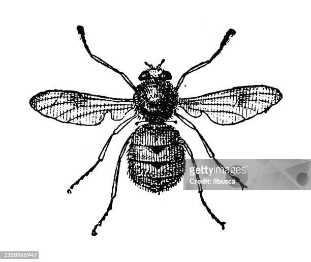 stockillustraties, clipart, cartoons en iconen met antique illustration: oestrus ovis - bot fly