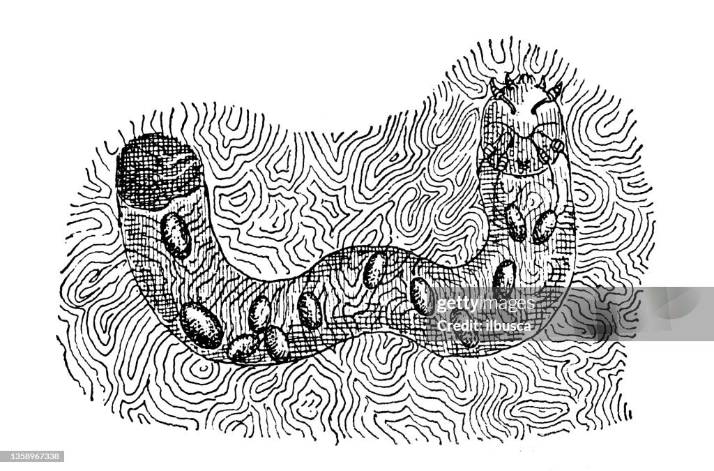 Ilustração antiga: Tipos de ovos, Sarna