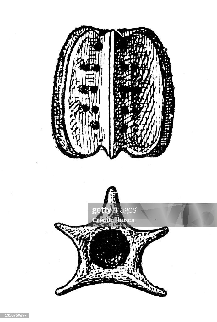 Antique illustration: Types of eggs, Phyllium