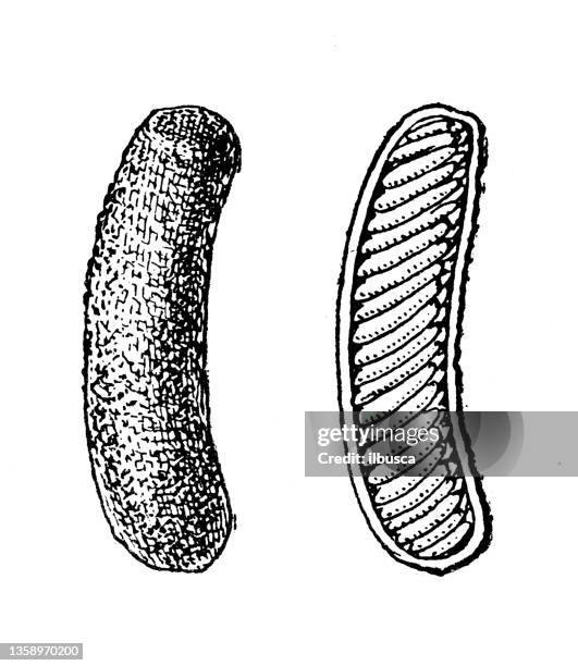 antique illustration: types of eggs, grasshopper - grasshopper stock illustrations