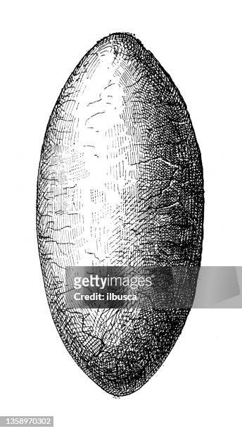 antique illustration: types of eggs, caiman - caiman stock illustrations