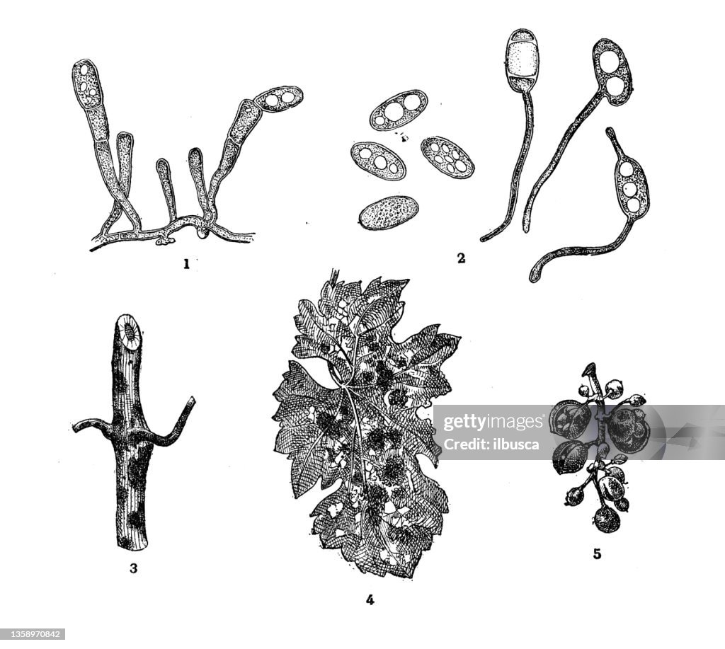 Antique illustration: Powdery mildew, Oidium