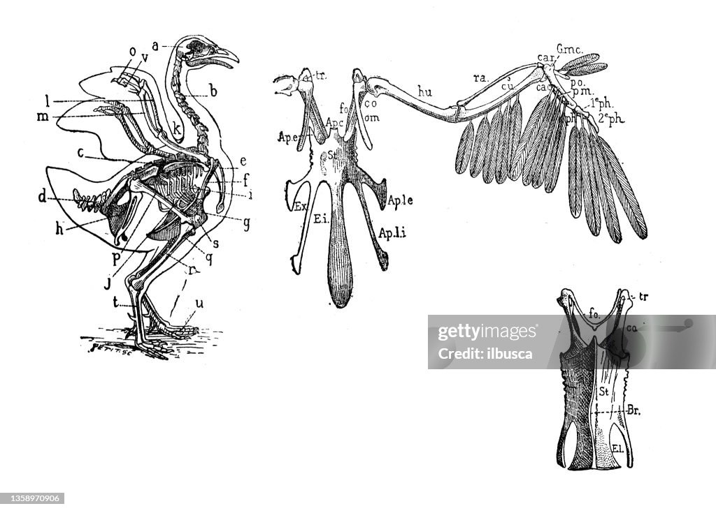 Generic Burd Sparrow Skeleton Diagram
