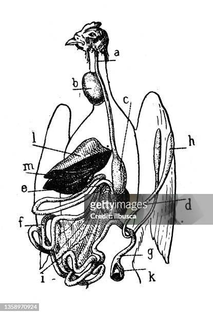antique illustration: bird anatomy digestive system - digestive system model stock illustrations