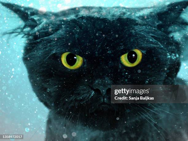 persian wet cat - wet cat stock pictures, royalty-free photos & images