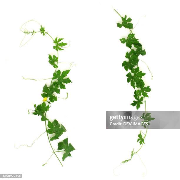 cucumber leaves isolated on white - tendril stock pictures, royalty-free photos & images