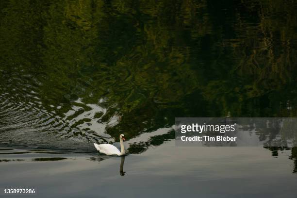 swan swimming in the river. - calm water stock pictures, royalty-free photos & images