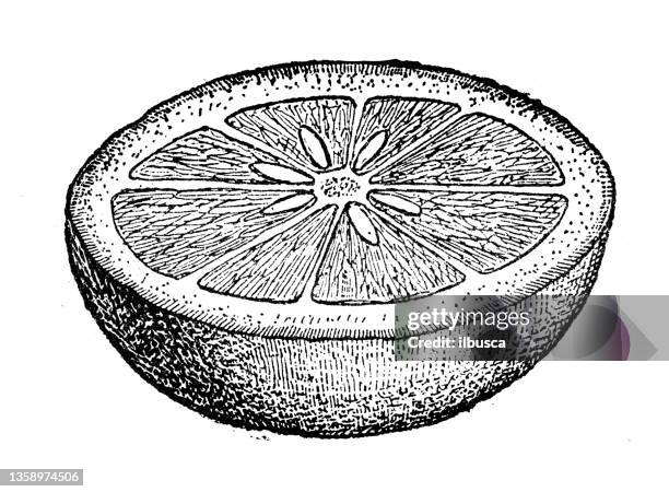 antique illustration: orange - citrus fruit stock illustrations