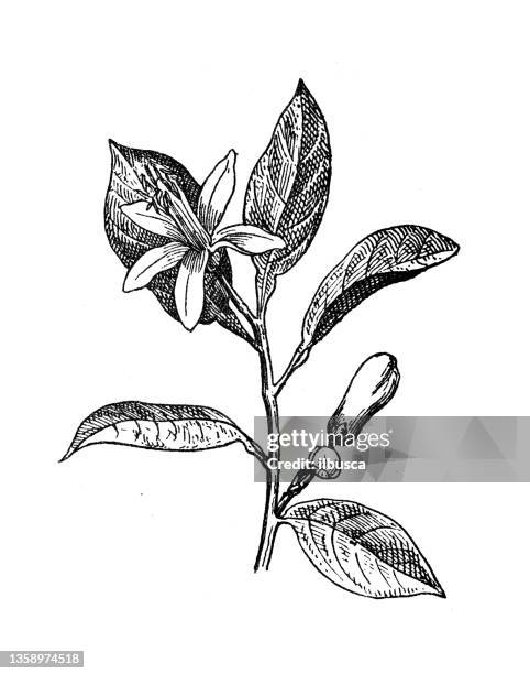 antique illustration: orange tree - orange blossom stock illustrations