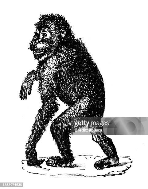 antique illustration: orangutan - orang utan stock illustrations