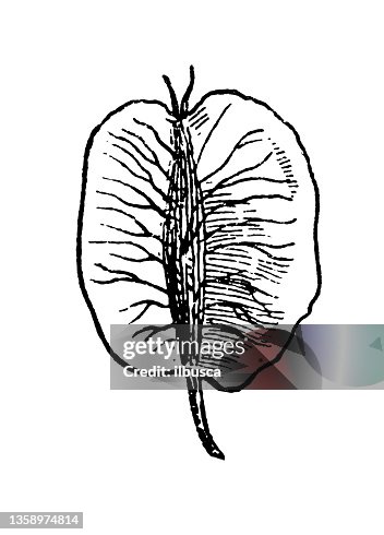Antique illustration: elm tree Antique illustration: elm tree