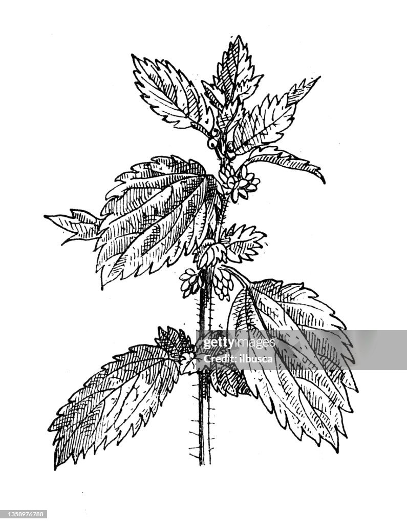 Antique illustration: Stinging nettle