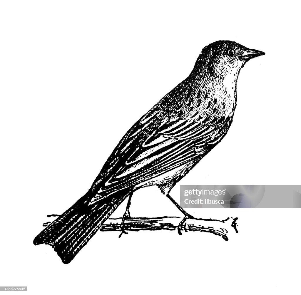 Antique illustration: ortolan (Emberiza hortulana)