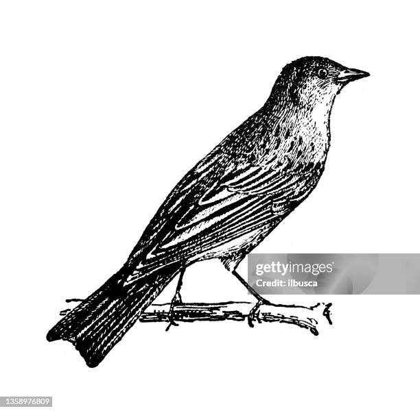 antique illustration: ortolan (emberiza hortulana) - rock bunting stock illustrations