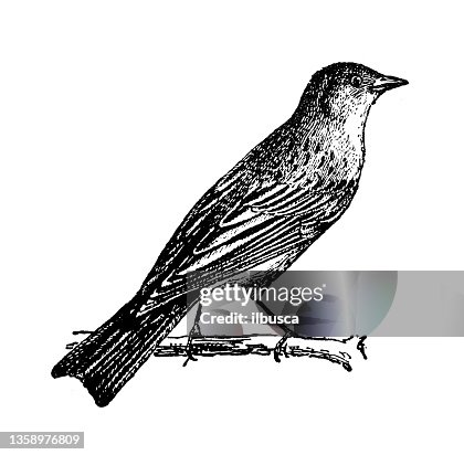 Antique illustration: ortolan (Emberiza hortulana) Antique illustration: ortolan (Emberiza hortulana)