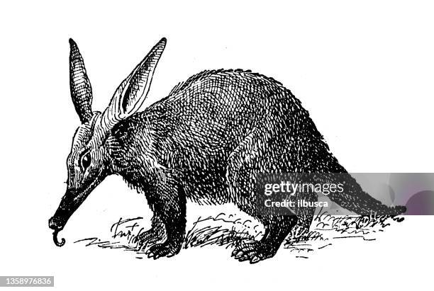 ilustrações de stock, clip art, desenhos animados e ícones de antique illustration: cape aardvark - porco formigueiro