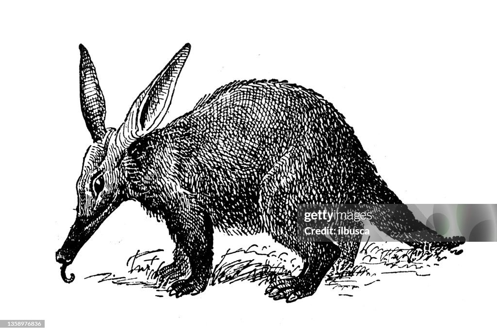 Antique illustration: Cape Aardvark