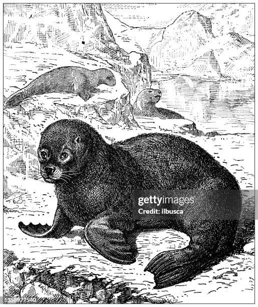 antique illustration: sea lion - sea lion stock illustrations