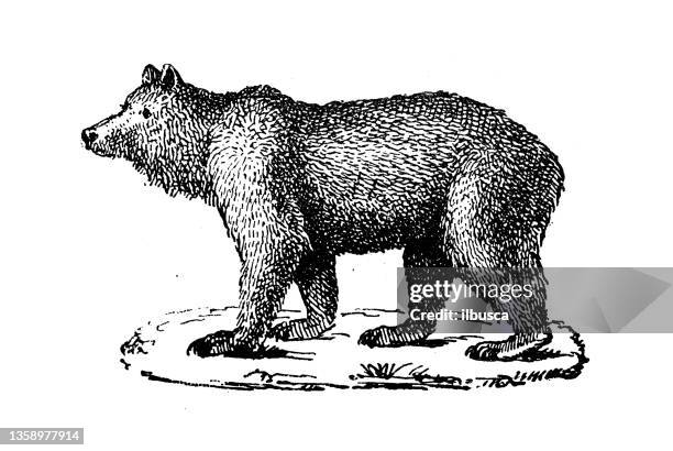 antique illustration: bear - bear engraving stock illustrations