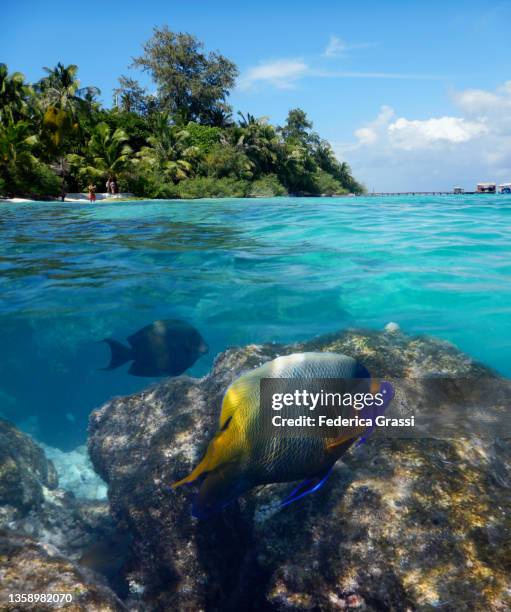 split-level view with yellowface angelfish (pomacanthus xanthometopon) in maldivian lagoon at low tide - pomacanthus xanthometopon stock pictures, royalty-free photos & images