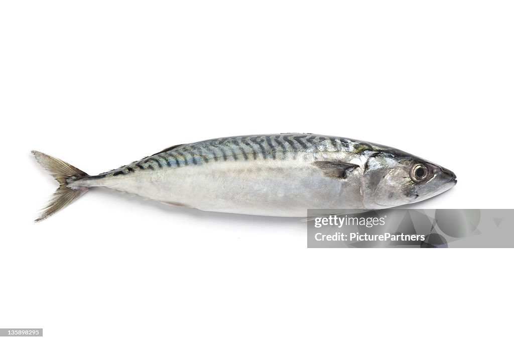 Whole single fresh mackerel